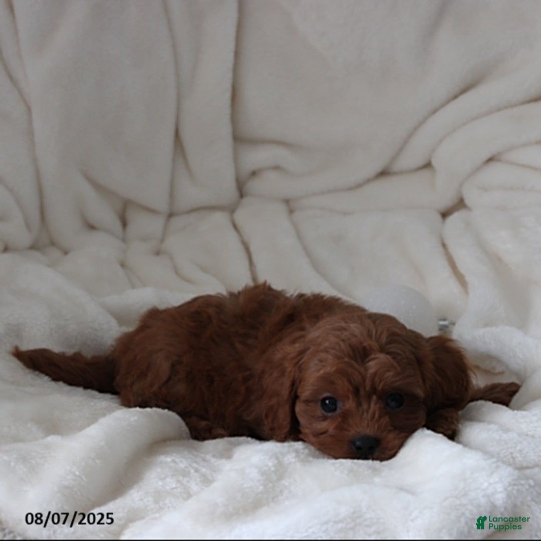 Cavapoo dogs for sale: Mason - Image 7