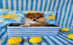 Pomeranian dogs for sale: Theodore - Image 4