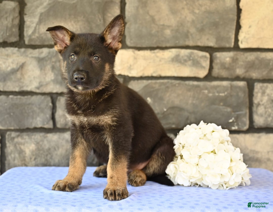 German Shepherd dogs for sale: Marshall - Image 1
