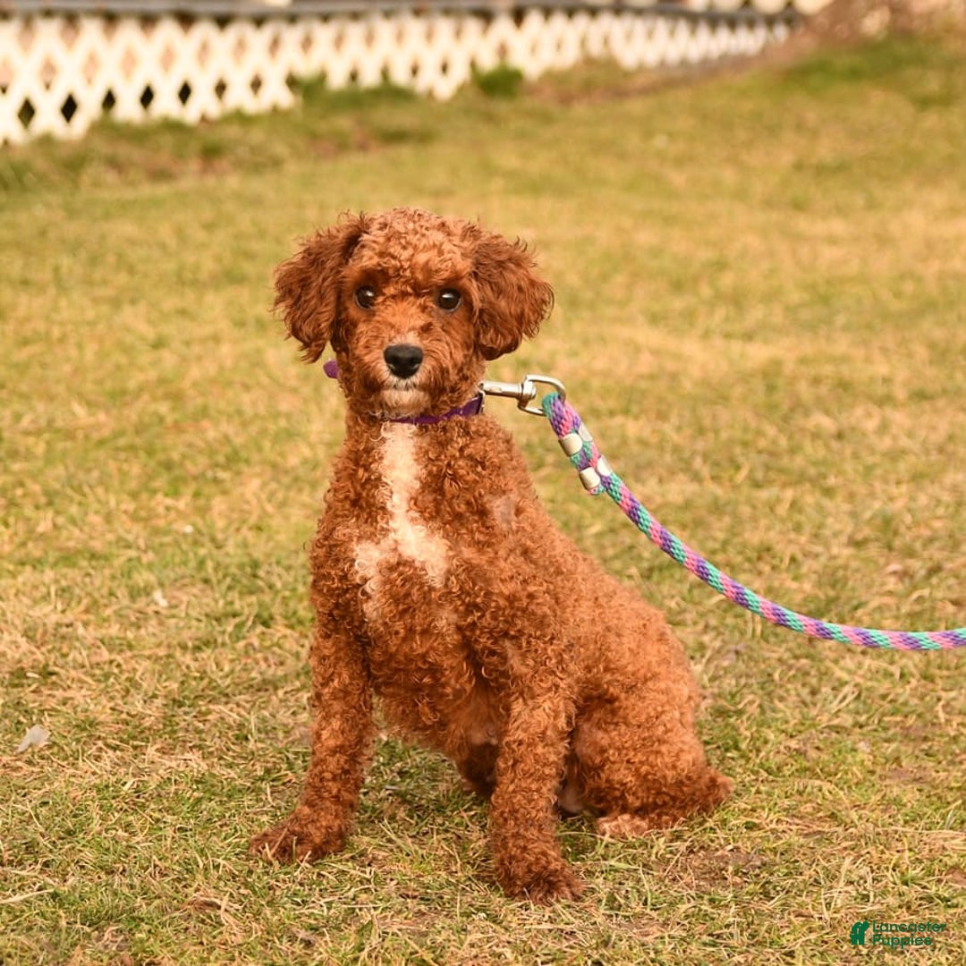 Miniature Poodle dogs for sale: Daffodil - Image 6