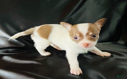 Chihuahua dogs for sale: Latte - Blue Eyed Dual Pedigreed - Image 6