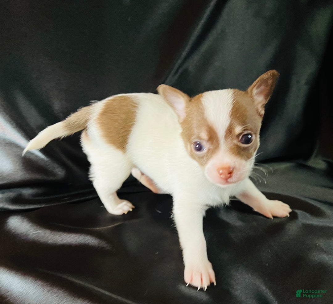 Chihuahua dogs for sale: Latte - Blue Eyed Dual Pedigreed - Image 6