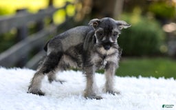 Miniature Schnauzer dogs for sale: Angel - Image 7