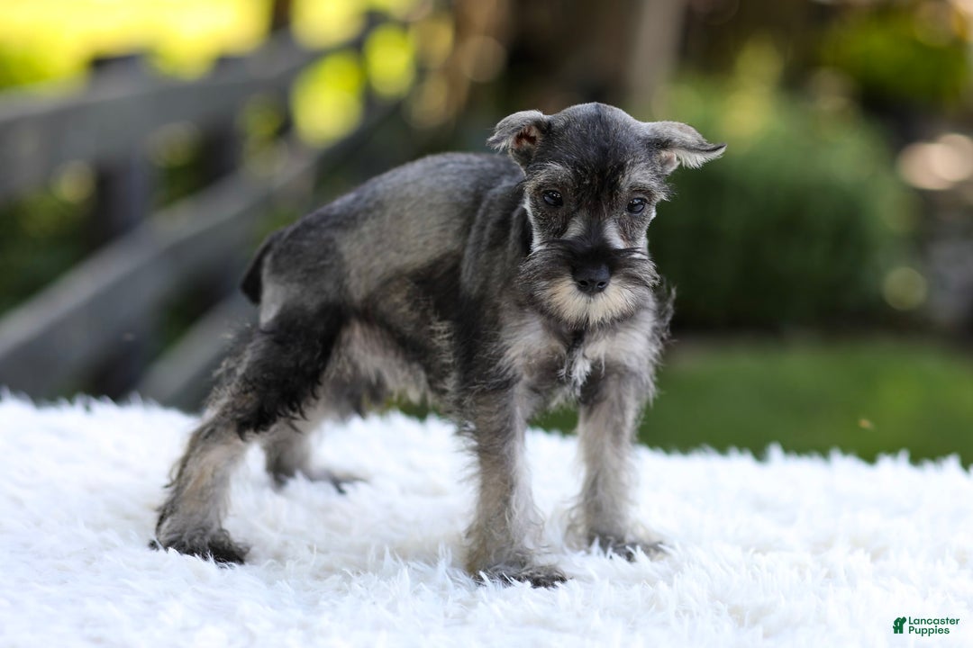 Miniature Schnauzer dogs for sale: Angel - Image 7