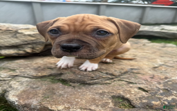 American Pit Bull Terrier dogs for sale: Spice - Image 25