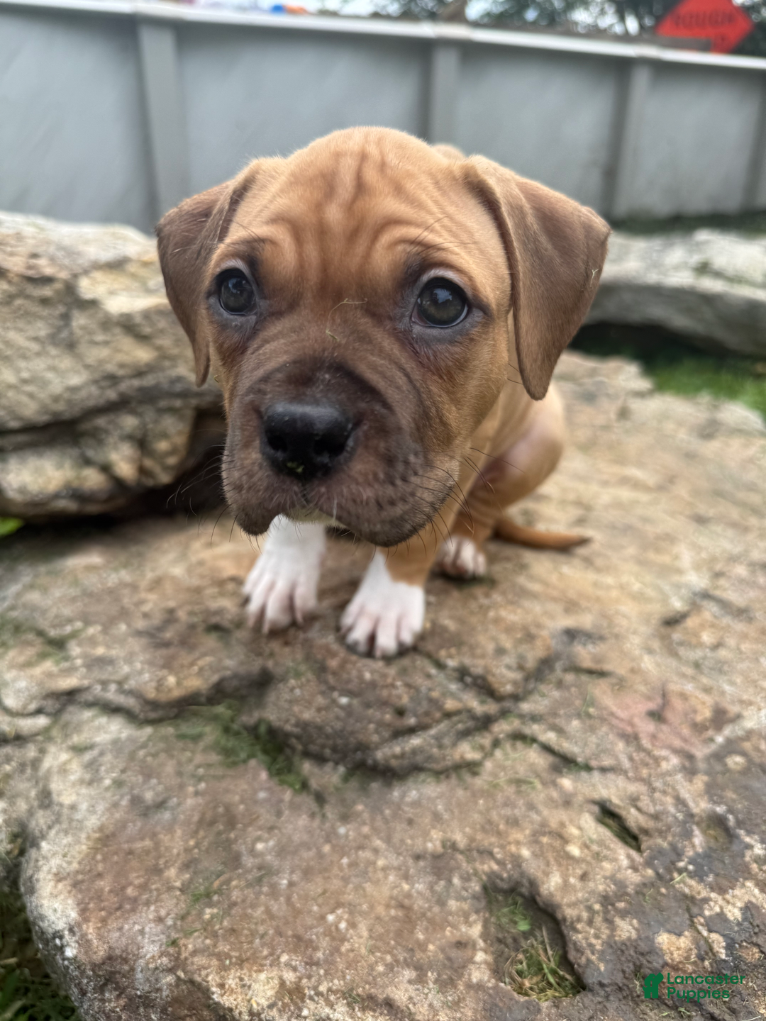 American Pit Bull Terrier dogs for sale: Spice - Image 25