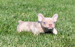 French Bulldog dogs for sale: French Bulldog 4 puppies - Image 7