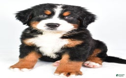 Bernese Mountain Dog dogs for sale: Cooper - Image 1