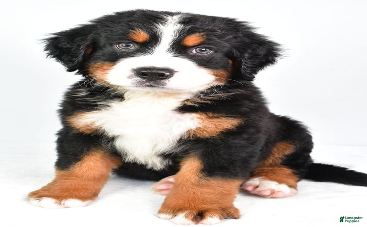 Bernese Mountain Dog dogs for sale - Ad 1
