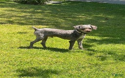 Toy Poodle dogs for sale: Ozzy - Image 2