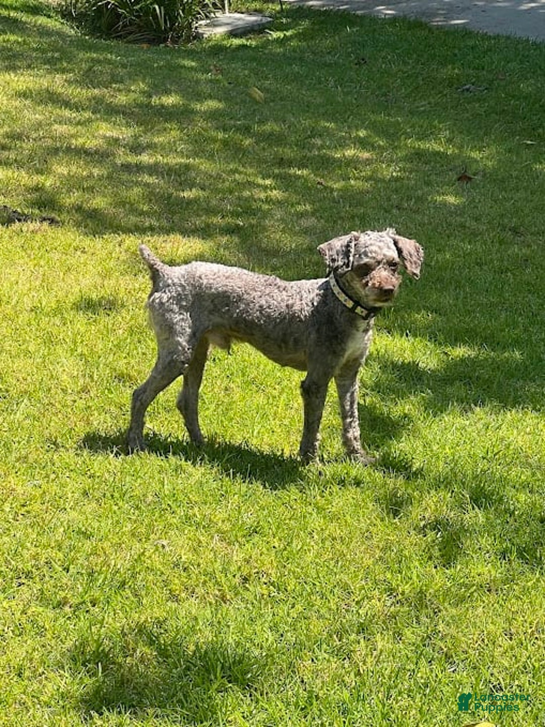 Toy Poodle dogs for sale: Ozzy - Image 2