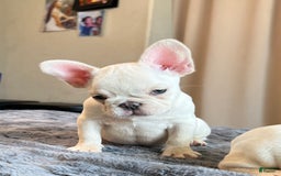 French Bulldog dogs for sale: Sunday - Image 5