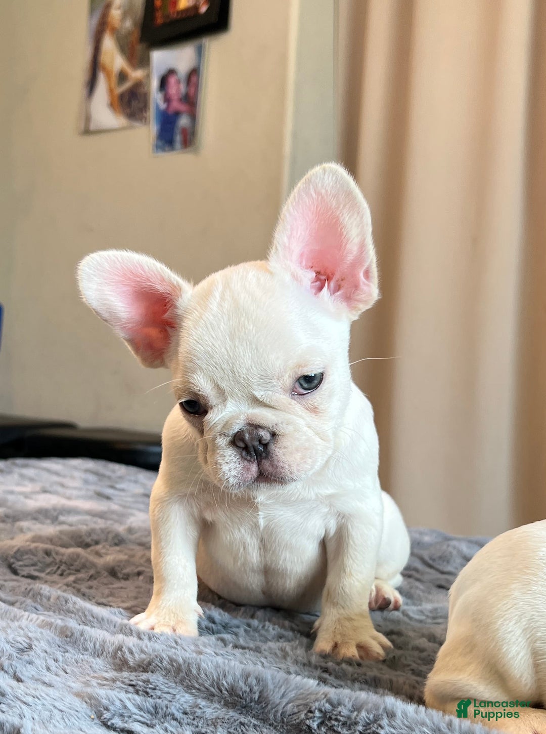 French Bulldog dogs for sale: Sunday - Image 5