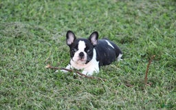 French Bulldog dogs for sale: Natalie - Image 25
