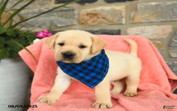 Labrador Retriever dogs for sale: Labrador Retriever 6 puppies - Image 23
