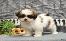 Shihpoo dogs for sale: Moose - Image 4