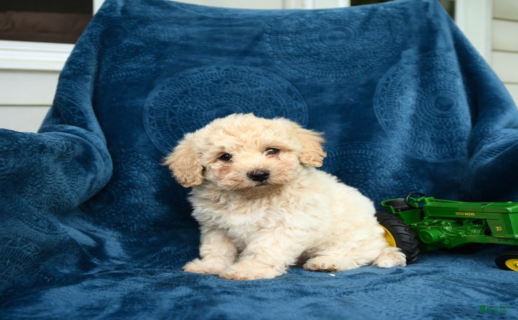 Bichpoo dogs - Advert 34