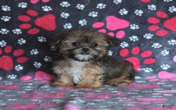 Shorkie dogs for sale: Hudson - Image 9