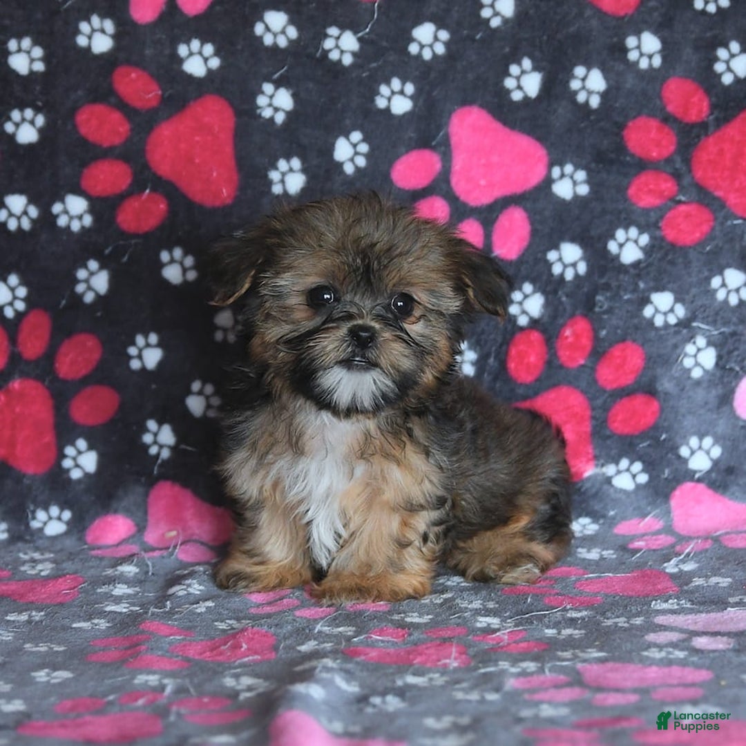 Shorkie dogs for sale: Hudson - Image 9
