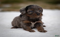 Cavapoo dogs for sale: Pumba - Image 4