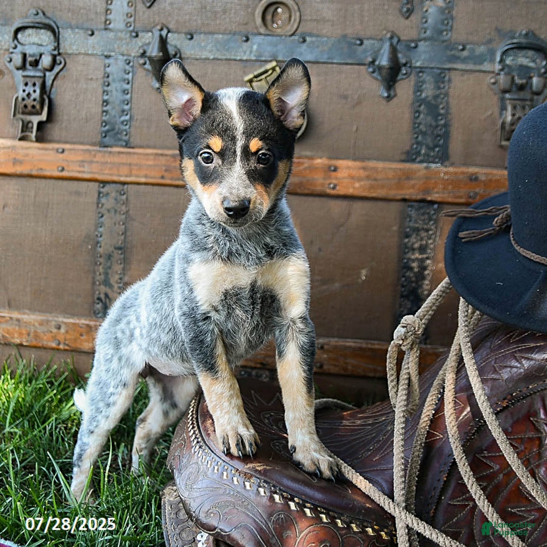Australian Cattle Dog dogs for sale: Crystal - Image 2
