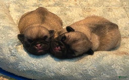 Pug dogs for sale: Mac - Image 2