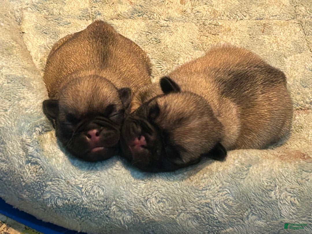 Pug dogs for sale: Mac - Image 2