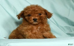 Mini Goldendoodle dogs for sale: Dixie - Image 2