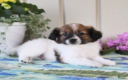 Papillon dogs for sale: Chico - Image 12
