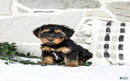 Yochon dogs for sale: Tyler - Image 2