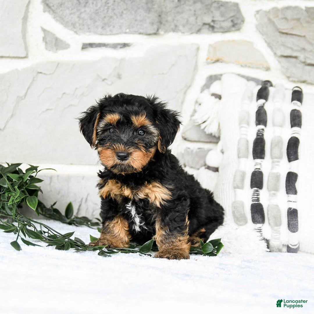 Yochon dogs for sale: Tyler - Image 2