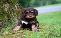 Cockapoo dogs for sale: Ace - Image 1