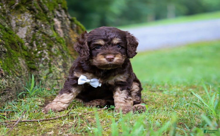 Cockapoo dogs for sale - Ad 5