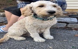 Labradoodle dogs for sale: Kennedy - Image 5