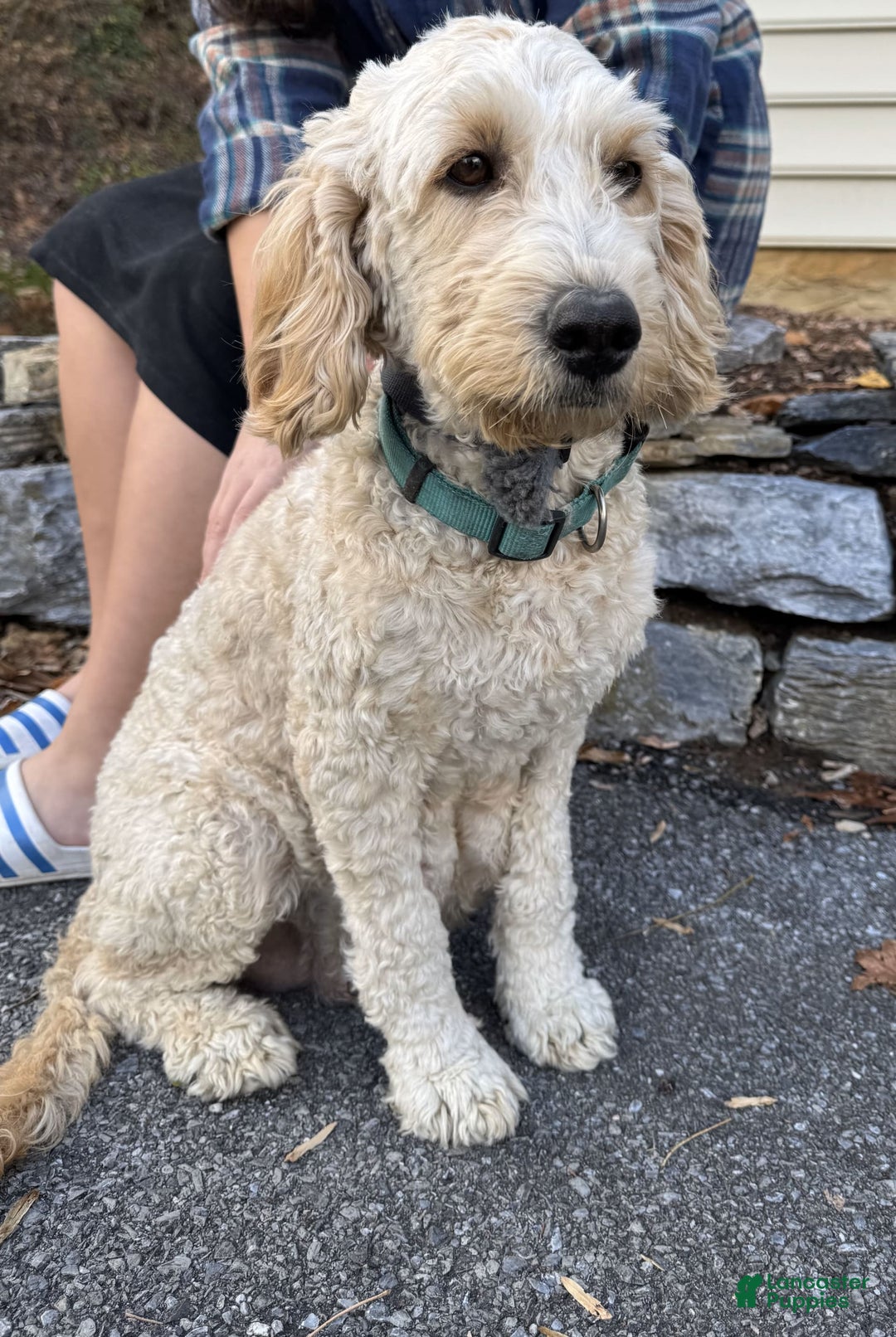 Labradoodle dogs for sale: Kennedy - Image 5