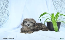 Mini Goldendoodle dogs for sale: Kai - Image 6