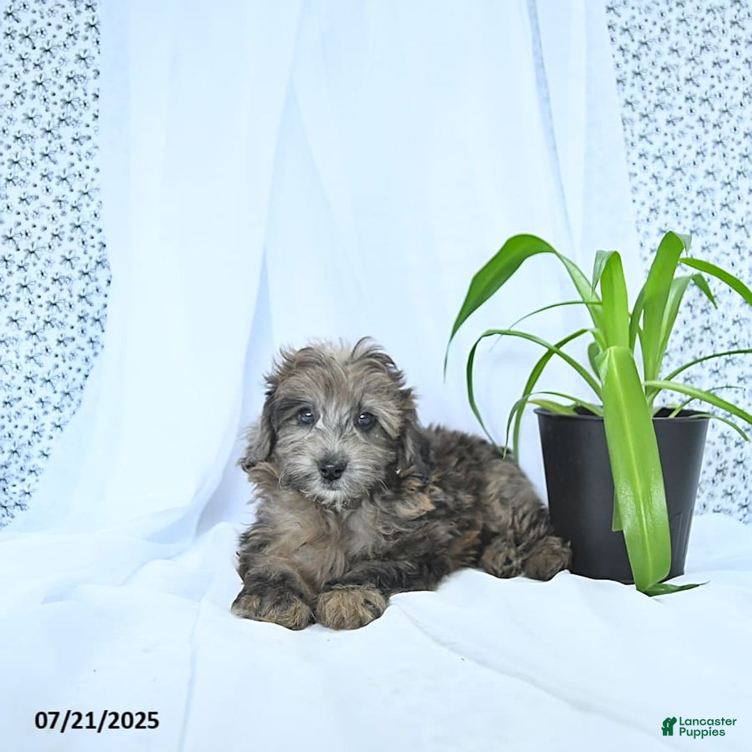 Mini Goldendoodle dogs for sale: Kai - Image 6