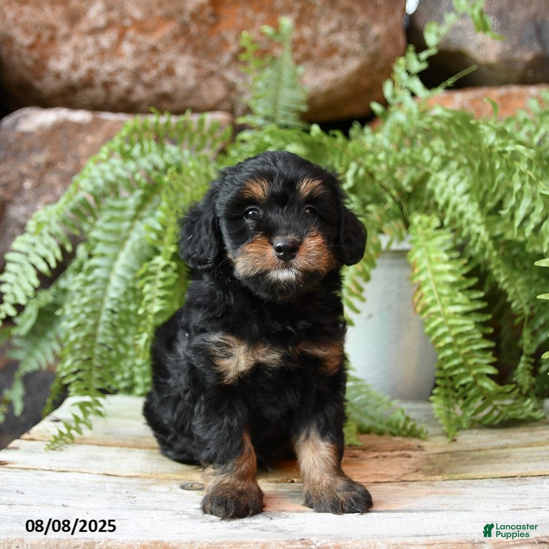 Miniature Poodle dogs for sale: Miniature Poodle 4 puppies - Image 5
