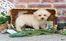 West Highland Terrier dogs for sale: Digger - Image 3