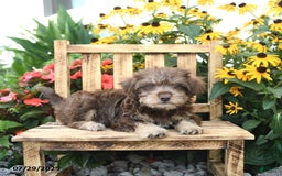 Rat Terrier dogs for sale: Tinker - Image 2