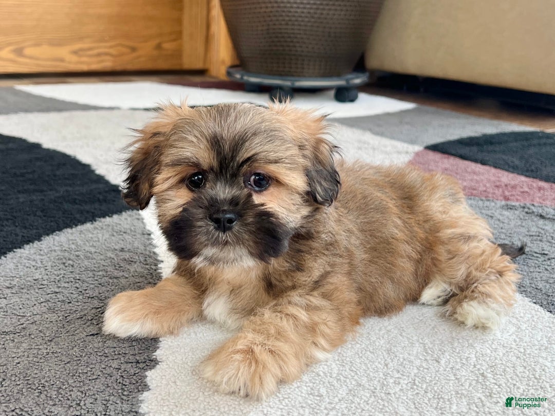 Lhasa Apso dogs for sale: Loki - Image 3