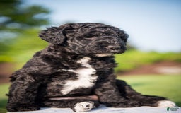 Goldendoodle dogs for sale: Jeneva - Image 5