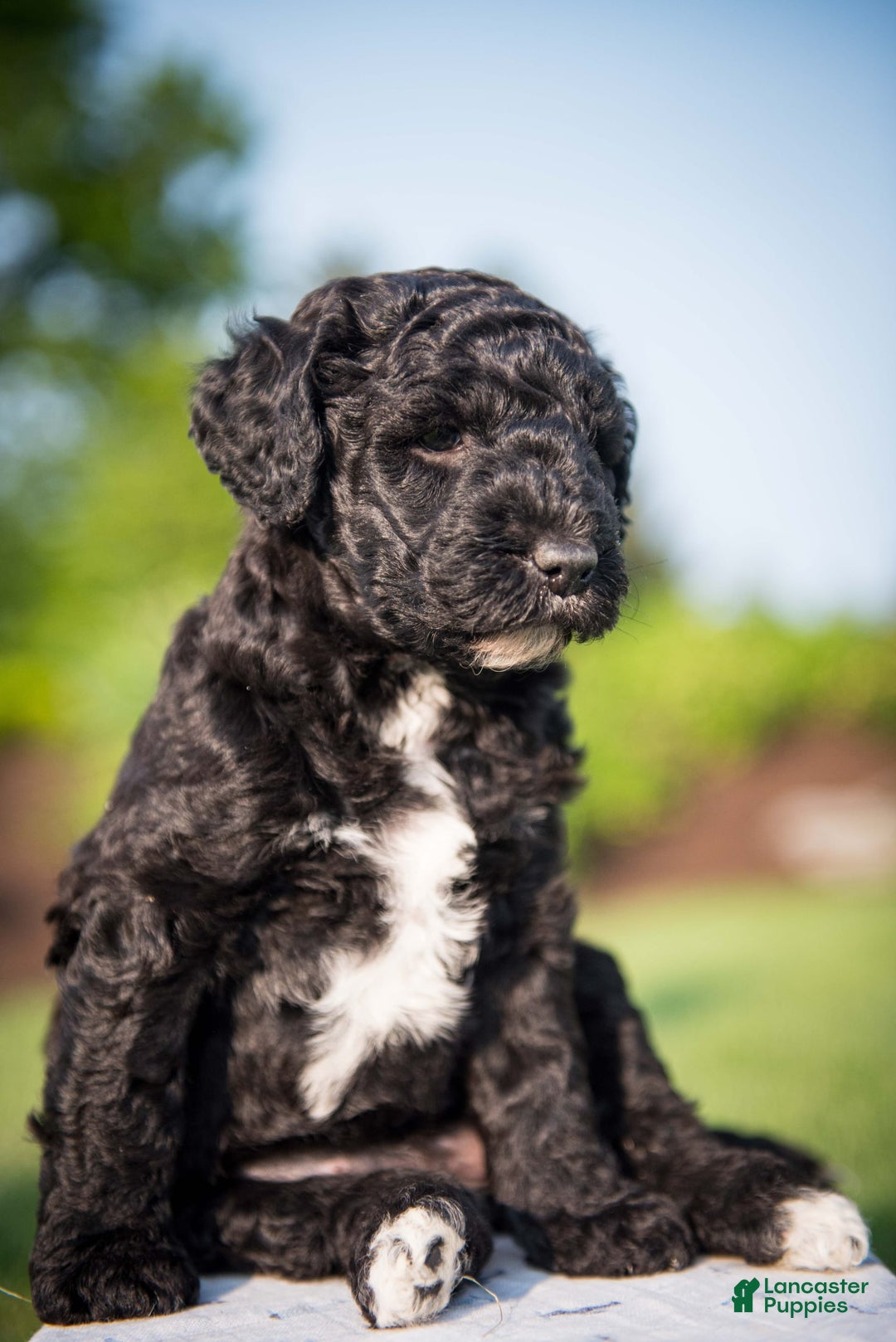 Goldendoodle dogs for sale: Jeneva - Image 5