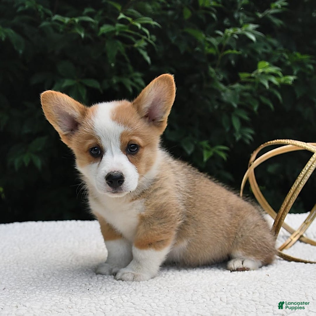 Welsh Corgi Pembroke dogs for sale: Aspen - Image 14