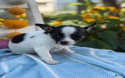 Chihuahua dogs for sale: Chihuahua 3 puppies - Image 3
