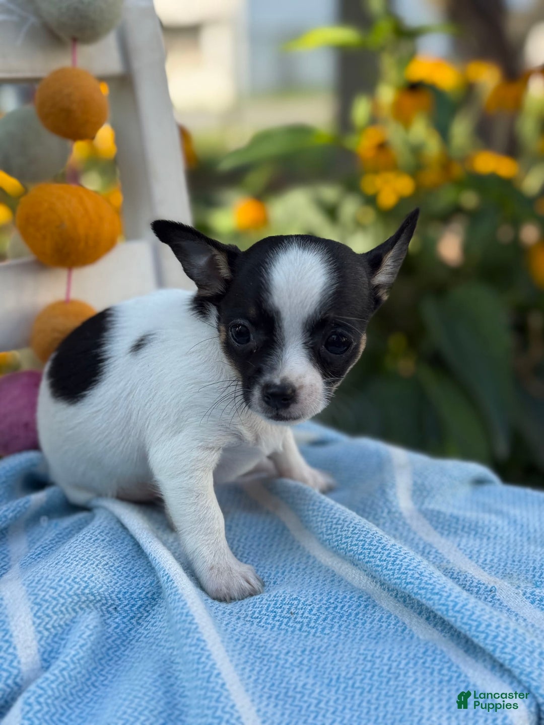 Chihuahua dogs for sale: Chihuahua 3 puppies - Image 3