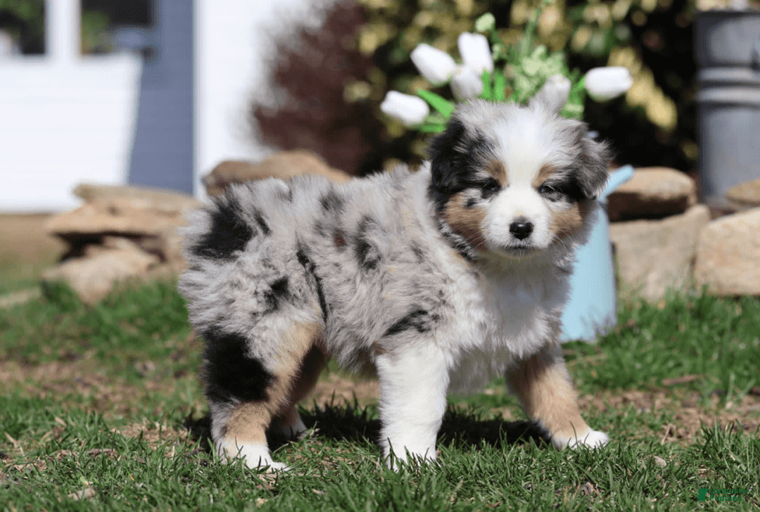 Miniature Australian Shepherd dogs for sale: Washington - Image 1