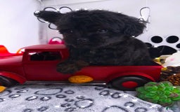 Chipoo dogs for sale: Buddy - Image 4
