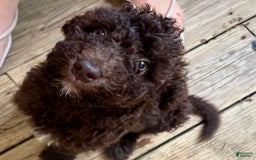 Aussiedoodle dogs for sale: Lady - Image 1