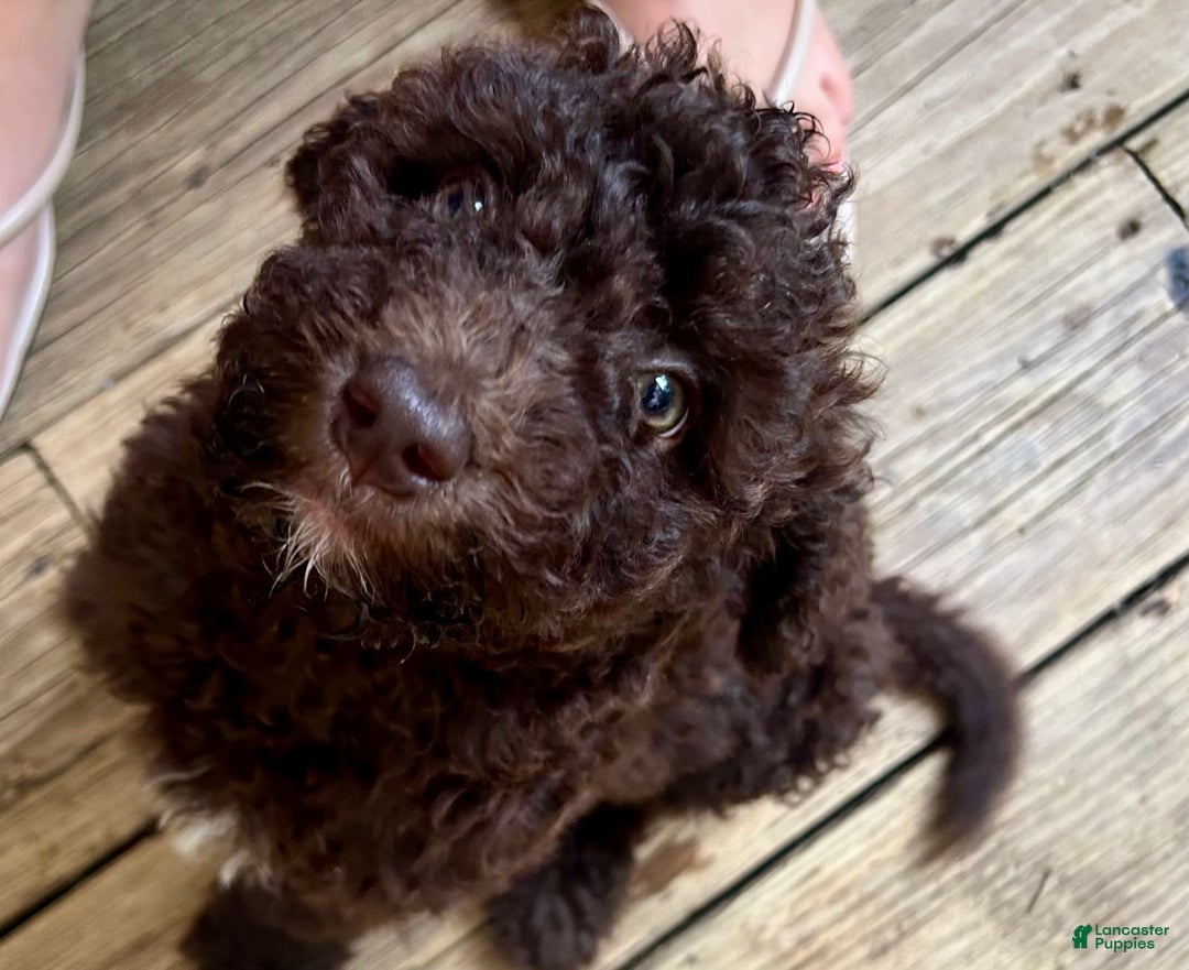 Aussiedoodle dogs for sale: Lady - Image 1
